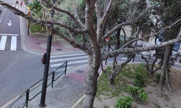 Los árboles en nuestro barrio