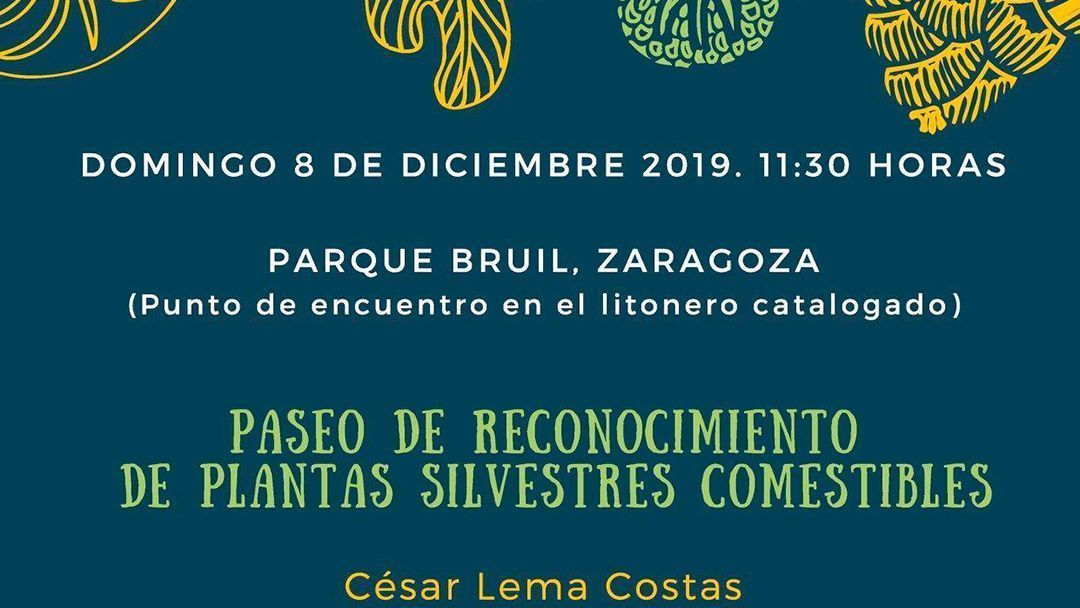 Paseo de reconocimiento de plantas silvestres comestibles