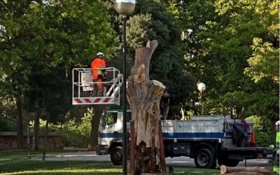 Denunciamos la tala de la escultura del almez del Parque Bruil